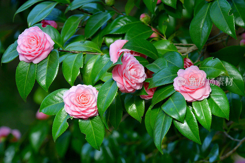 山茶花/日本山茶花花:红色，粉红色和白色